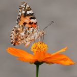 selective focus photography of butterfly on orange petaled flower